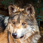 Mexican Gray Wolf