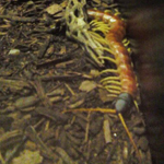 Centipede