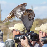 Raptor Free Flight