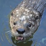 River Otter