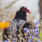 Turkey Vulture