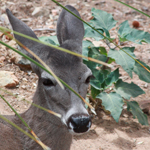 White-tailed Deer